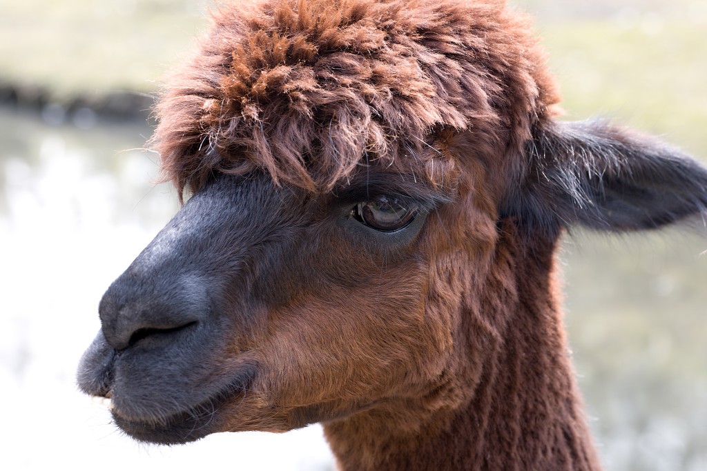 zoogdieren hdr natuur huisdieren zoogdier huisdier mammalia natuurmonumenten staatsbosbeheer zoo dierentuin